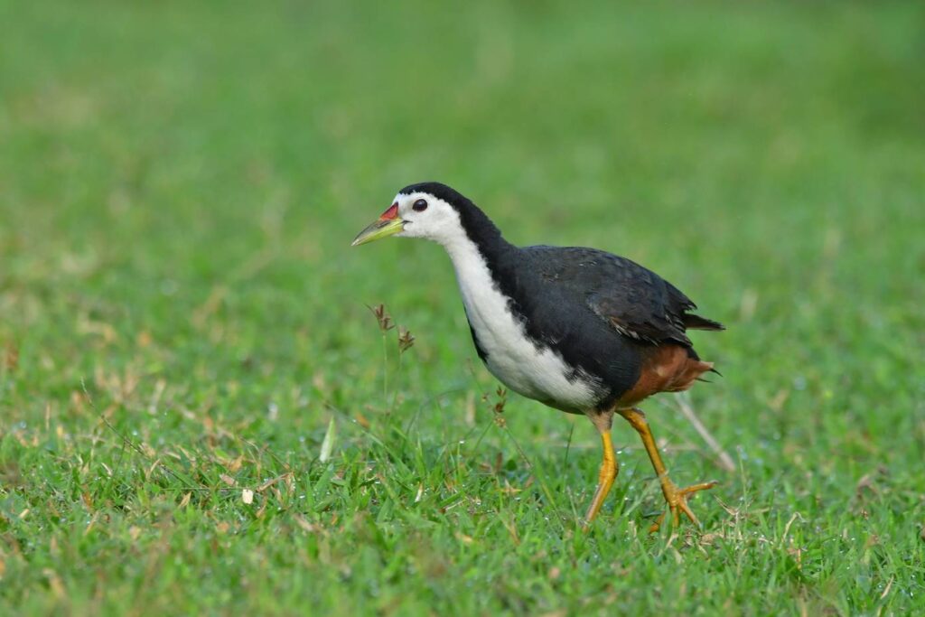 White-breasted waterhen