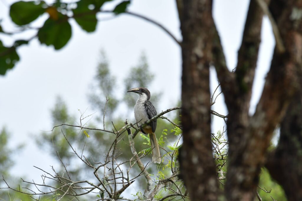 Sri Lanka Gray Hornbill