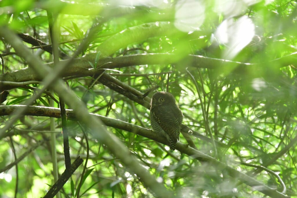 jungle owlet