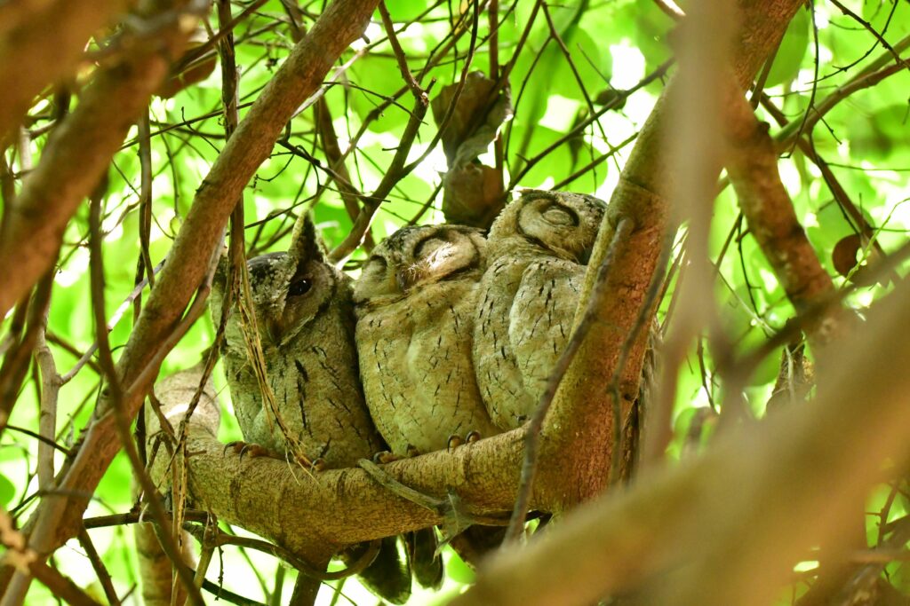 oriental scops owl