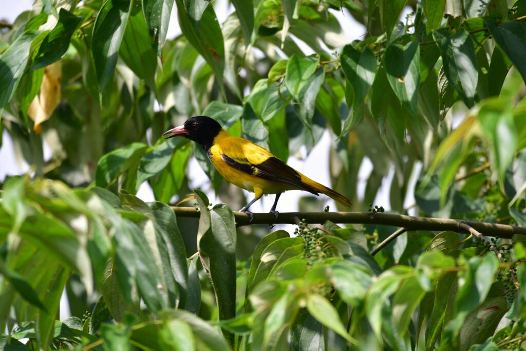 Indian Golden Oriole