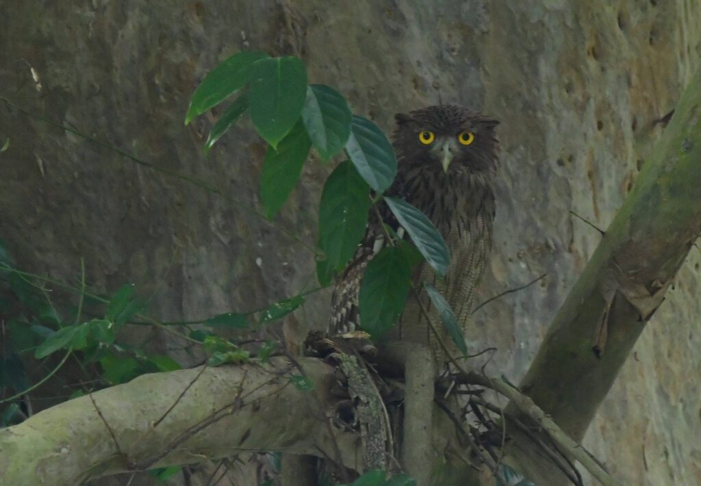 Brown Fish Owl