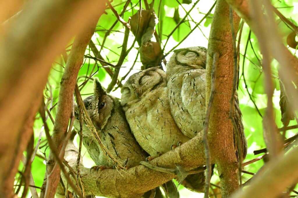 Eurasian scops owl - find owls at Sri Lanka with guide