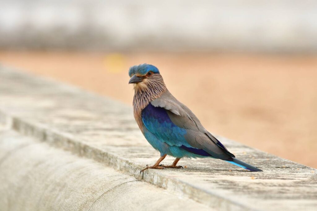 Orinetal roller - birdwatching in Sri Lanka