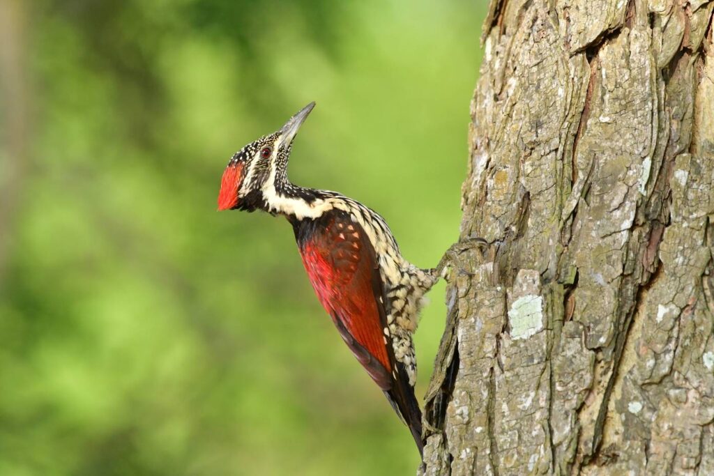 Red-backed flameback - Tissamaharama birding with guide