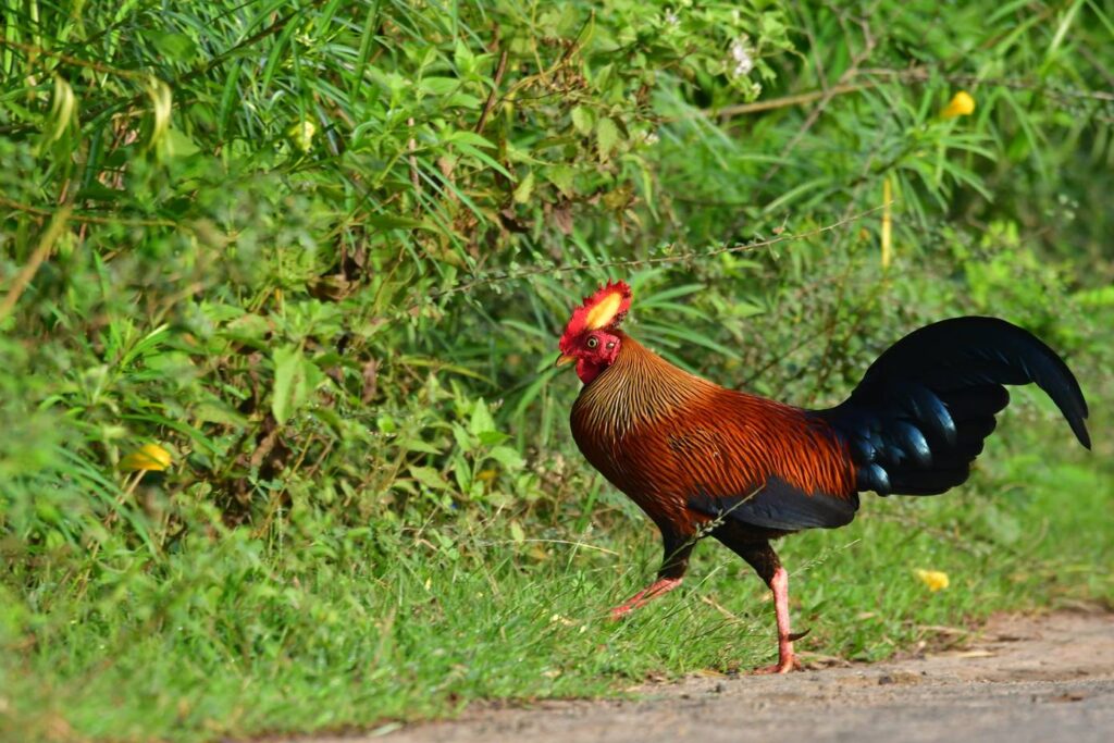 Sri Lankan junglefowl -Birdwatching at Sri Lanka