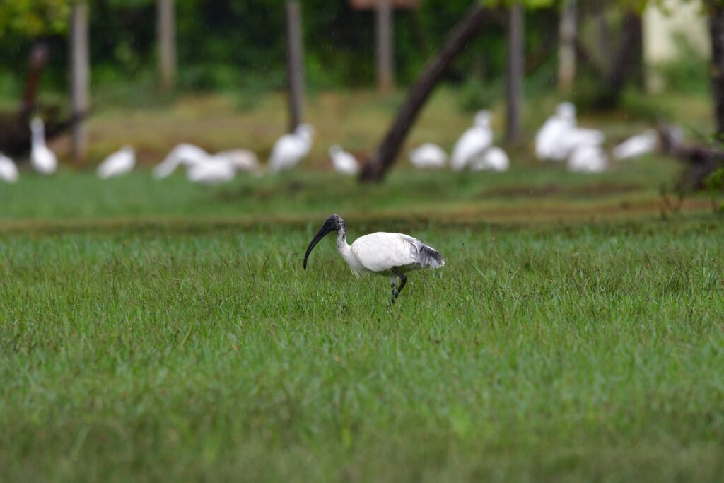 Black-headed ibis