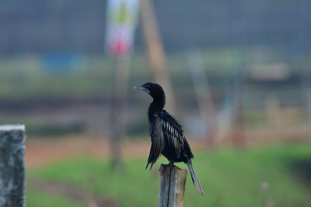 Little cormorant