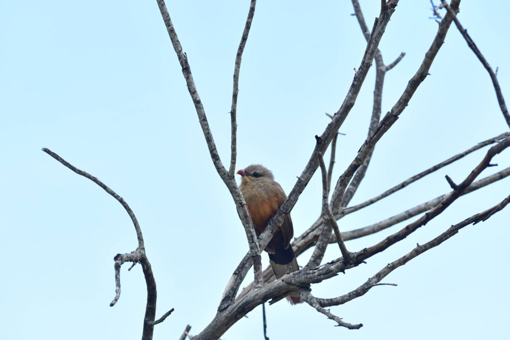 Sirkeer Malkoha