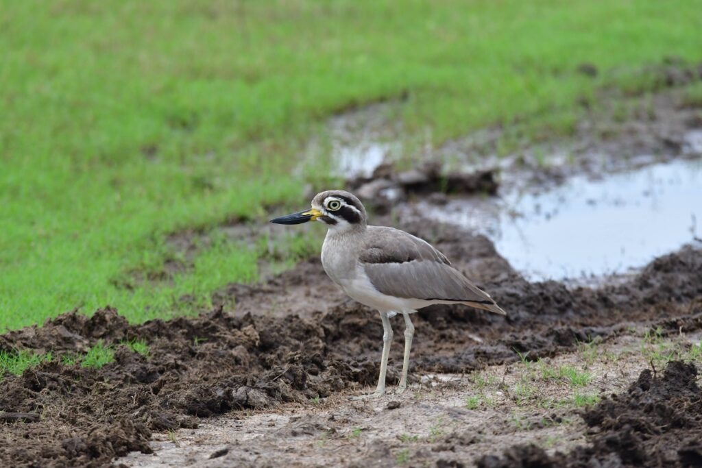 Great stone-curlew