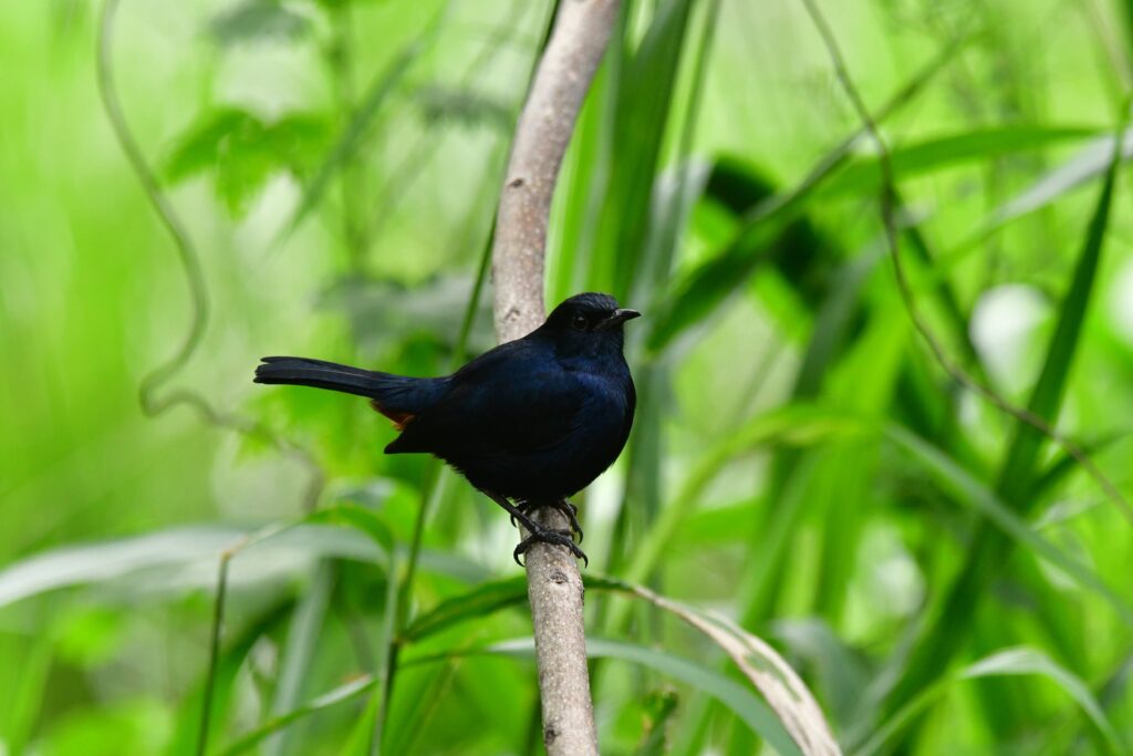 Indian robin