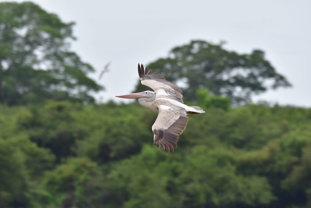 Spot-billed pelican