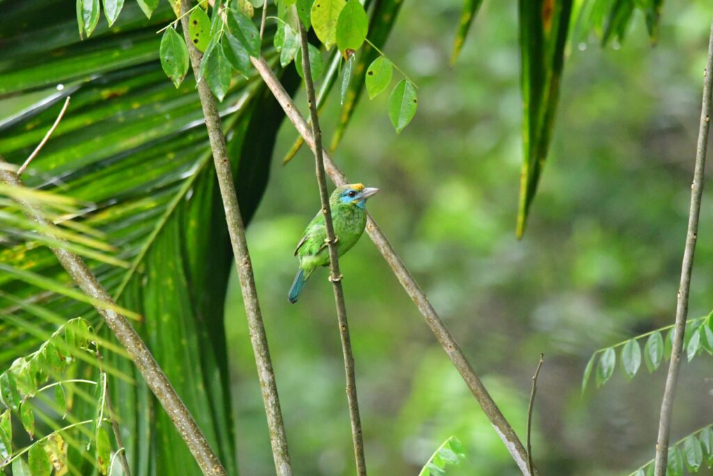 Yellow-fronted Barbet