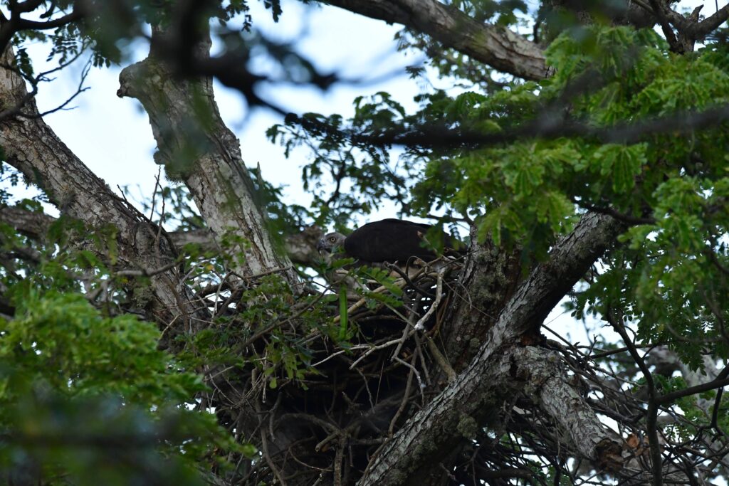 Grey-headed fish eagle