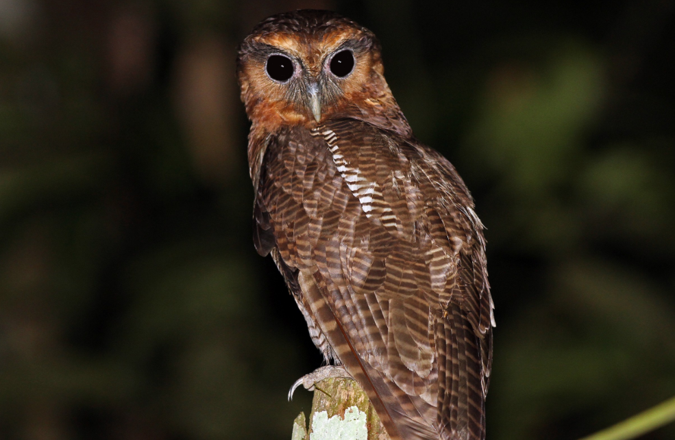 Brown wood owl