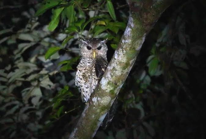 Spot-bellied eagle-owl